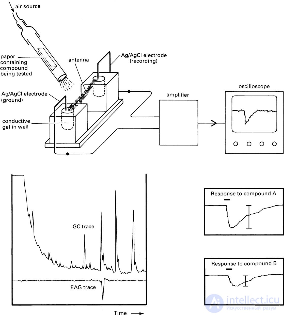 Electroantennography and the Electroantennogram (EAG)