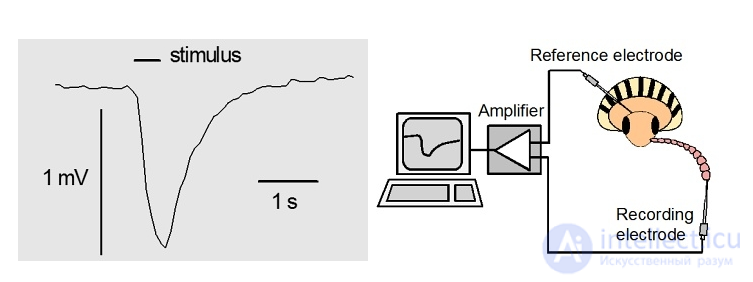 Electroantennography and the Electroantennogram (EAG)