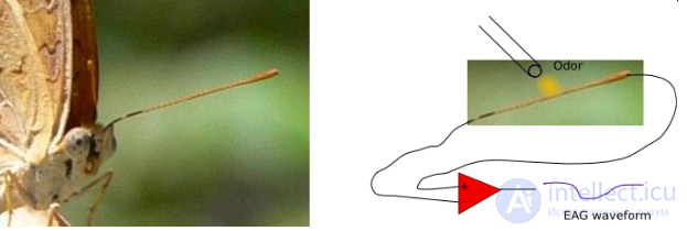 Electroantennography and the Electroantennogram (EAG)
