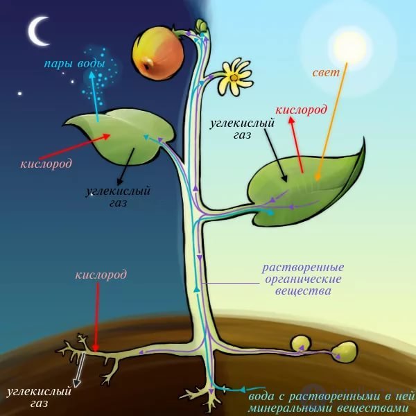 Plant Nutrition