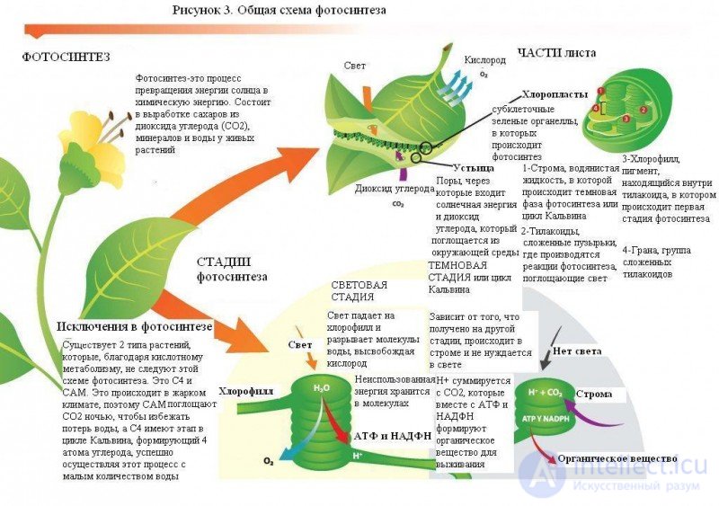 Air (Carbon) Nutrition of Plants (Photosynthesis)