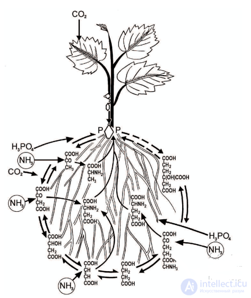 Mineral (Root) Nutrition of Plants