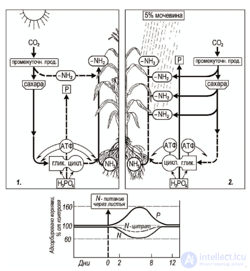 The Connection Between Carbon (Air) and Mineral (Root) Nutrition of Plants