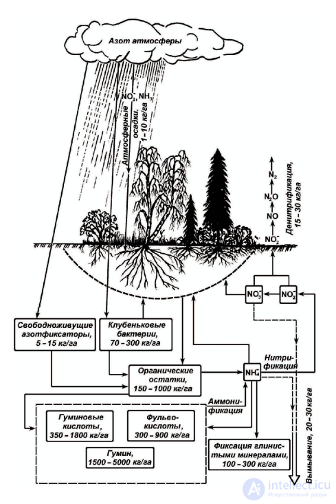 Macronutrient: Nitrogen — Its Role in Plant Nutrition