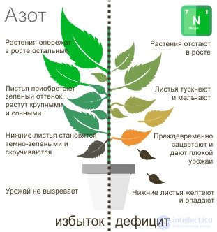 Macronutrient: Nitrogen — Its Role in Plant Nutrition