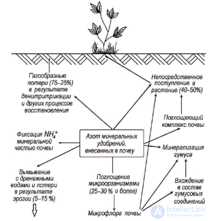 Macronutrient: Nitrogen — Its Role in Plant Nutrition