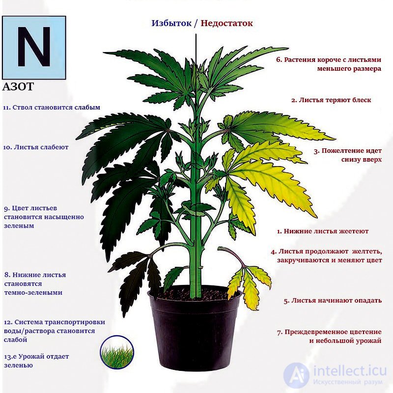 Macronutrient: Nitrogen — Its Role in Plant Nutrition