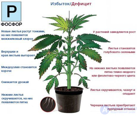 Macronutrient: Phosphorus — Its Role in Plant Nutrition