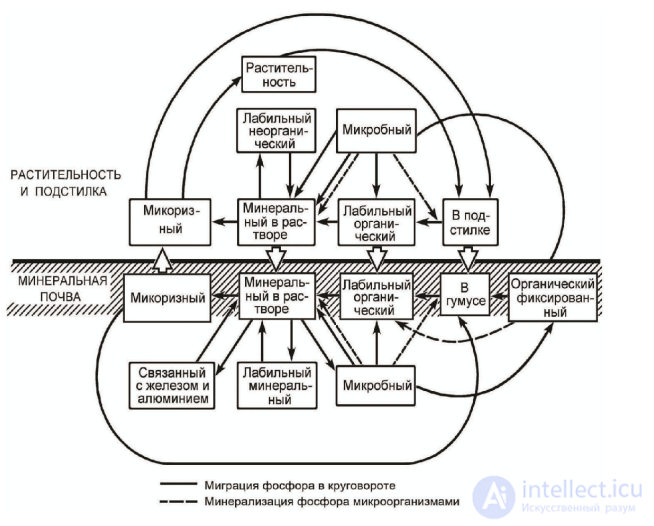 Macronutrient: Phosphorus — Its Role in Plant Nutrition