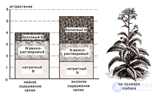 Macronutrient: Potassium — Its Role in Plant Nutrition