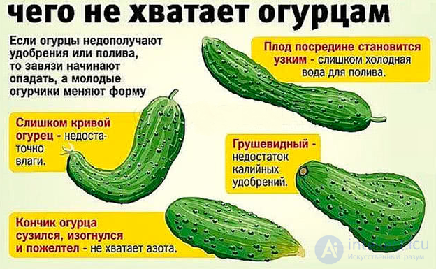 Macronutrient: Potassium — Its Role in Plant Nutrition