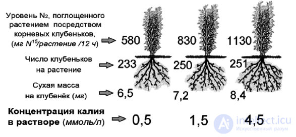 Macronutrient: Potassium — Its Role in Plant Nutrition