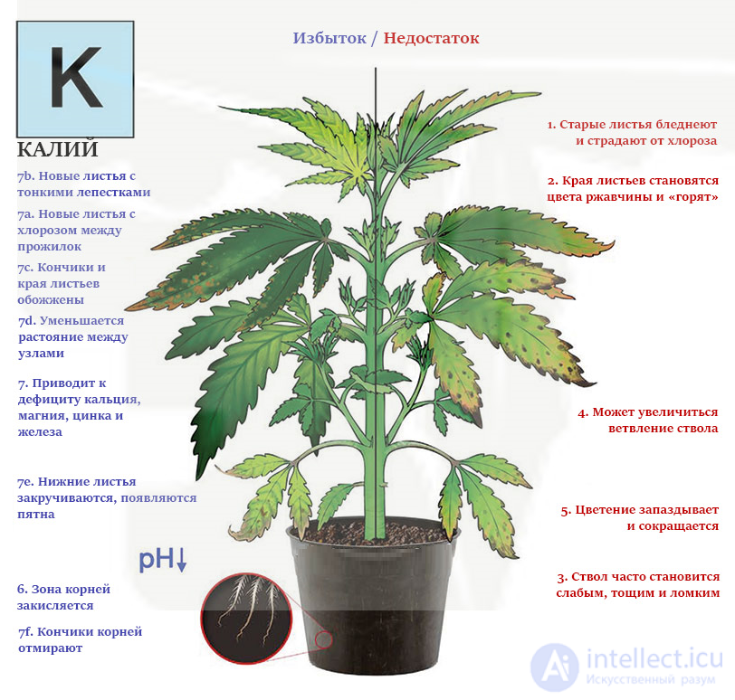 Macronutrient: Potassium — Its Role in Plant Nutrition
