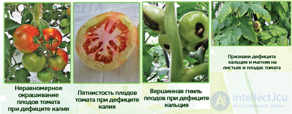 Macronutrient: Potassium — Its Role in Plant Nutrition