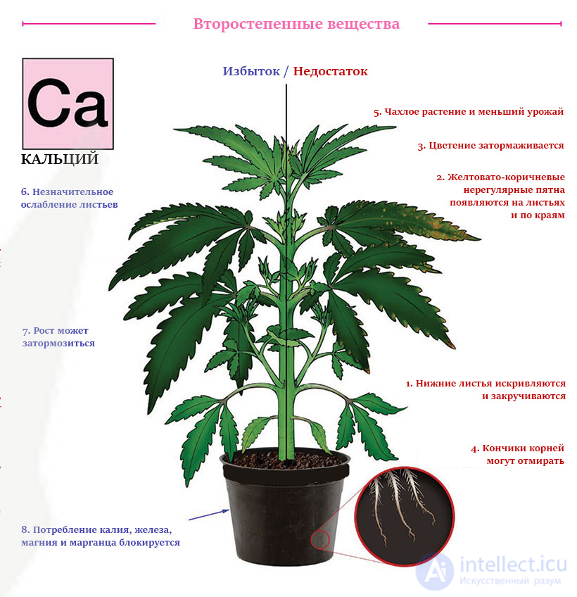 Macronutrient: Calcium — Its Role in Plant Nutrition