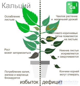 Macronutrient: Calcium — Its Role in Plant Nutrition