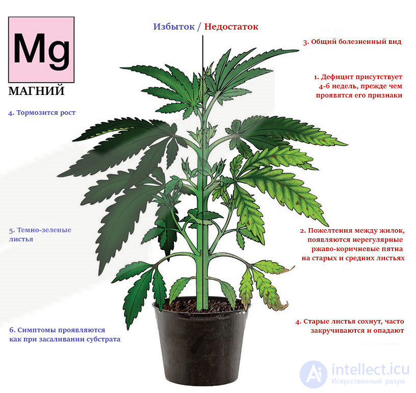 Macronutrient: Magnesium — Its Role in Plant Nutrition