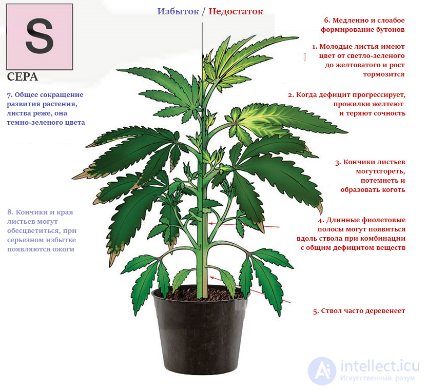 Macronutrient: Sulfur — Its Role in Plant Nutrition