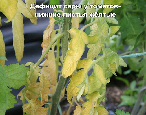 Macronutrient: Sulfur — Its Role in Plant Nutrition
