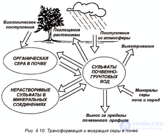 Macronutrient: Sulfur — Its Role in Plant Nutrition