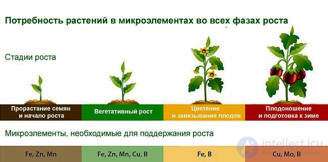 Micronutrients and Their Role in Plant Nutrition