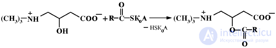 Vitamin-Like Substances: Properties and Functions