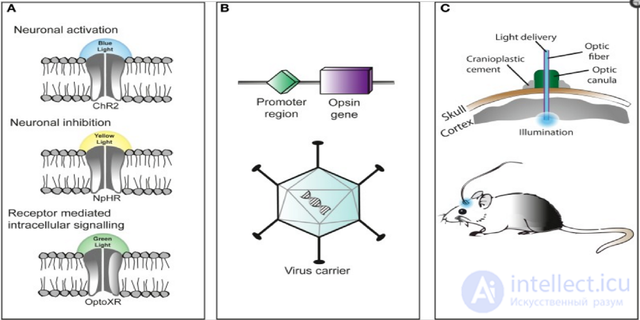 Optogenetics