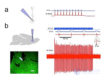 Optogenetics