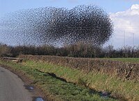 Flocking as a Behaviour