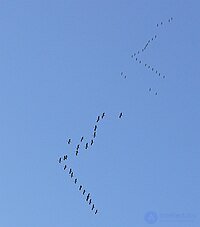 Flocking as a Behaviour