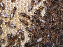 Domestication Changes and the Domestication of Animals