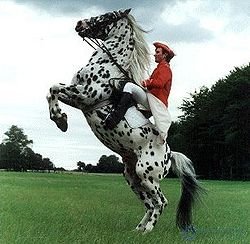 Domestication Changes and the Domestication of Animals