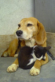 Domestication Changes and the Domestication of Animals