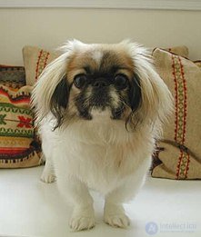 Domestication Changes and the Domestication of Animals