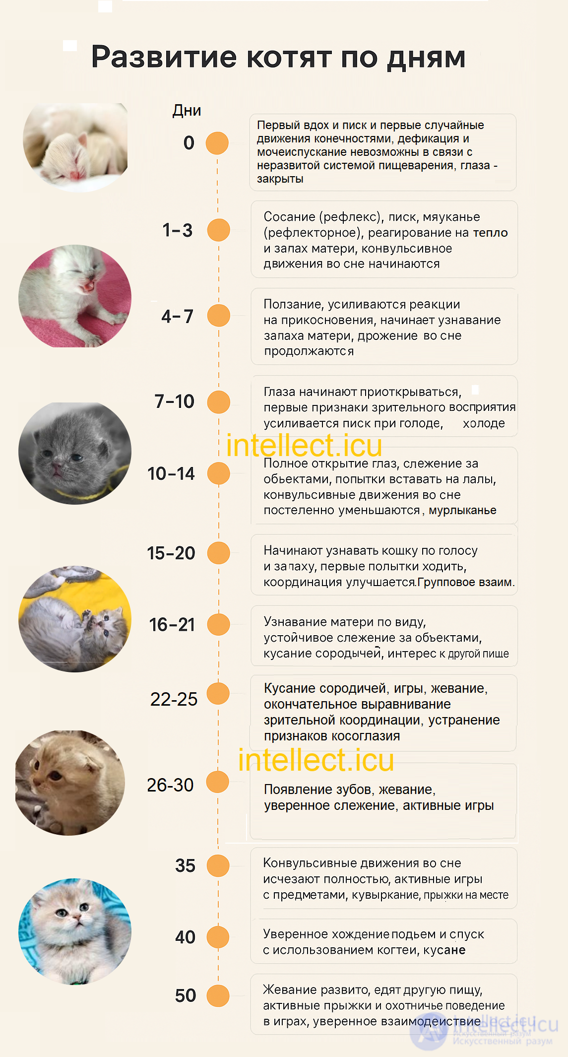 Physiological and Psychological Development and Training of Kittens Day by Day