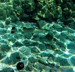 Caustics in Mathematics, Optics, and Physics