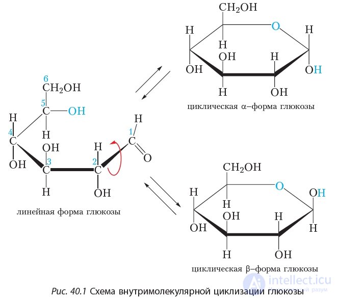 40. Carbohydrates. Glucose