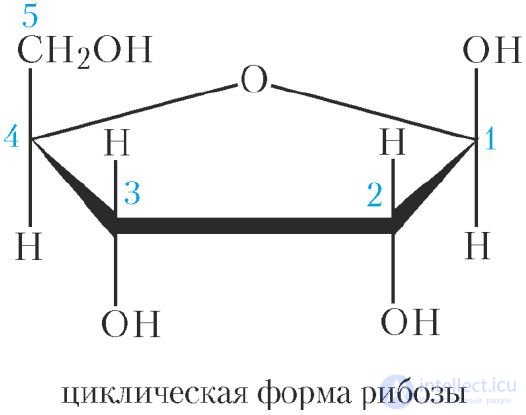 42-1. Ribose. Deoxyribose