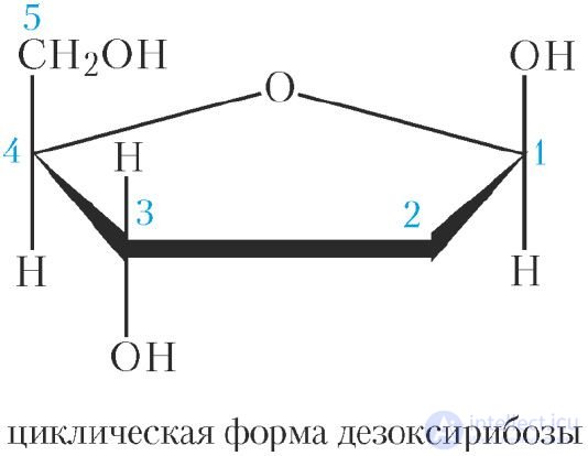 42-1. Ribose. Deoxyribose
