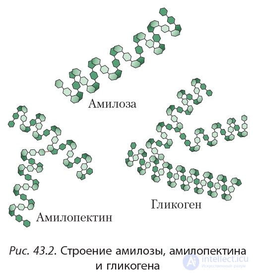 3.43 Starch: Composition and Structure, Chemical Properties of Starch, Uses and Production