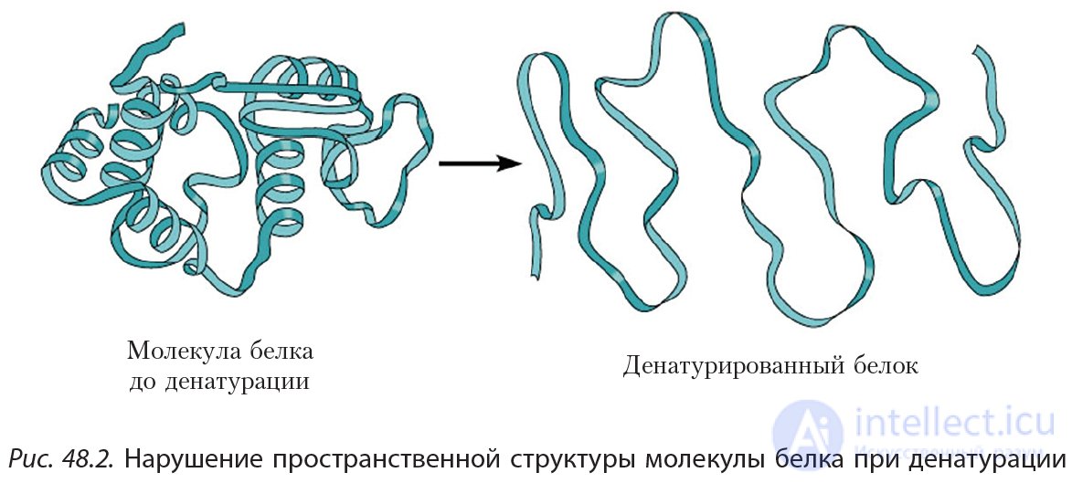 4.48 Proteins. Properties of Proteins