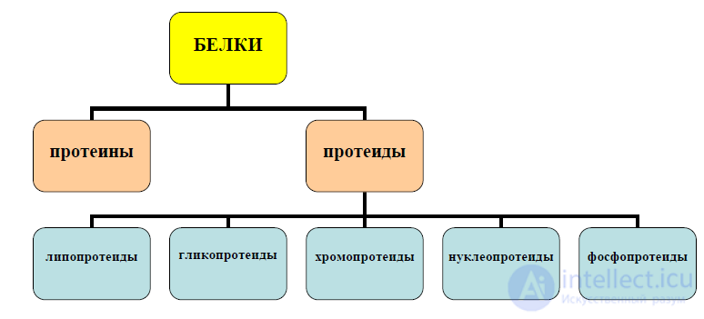 Amino Acids and Proteins in Food Chemistry