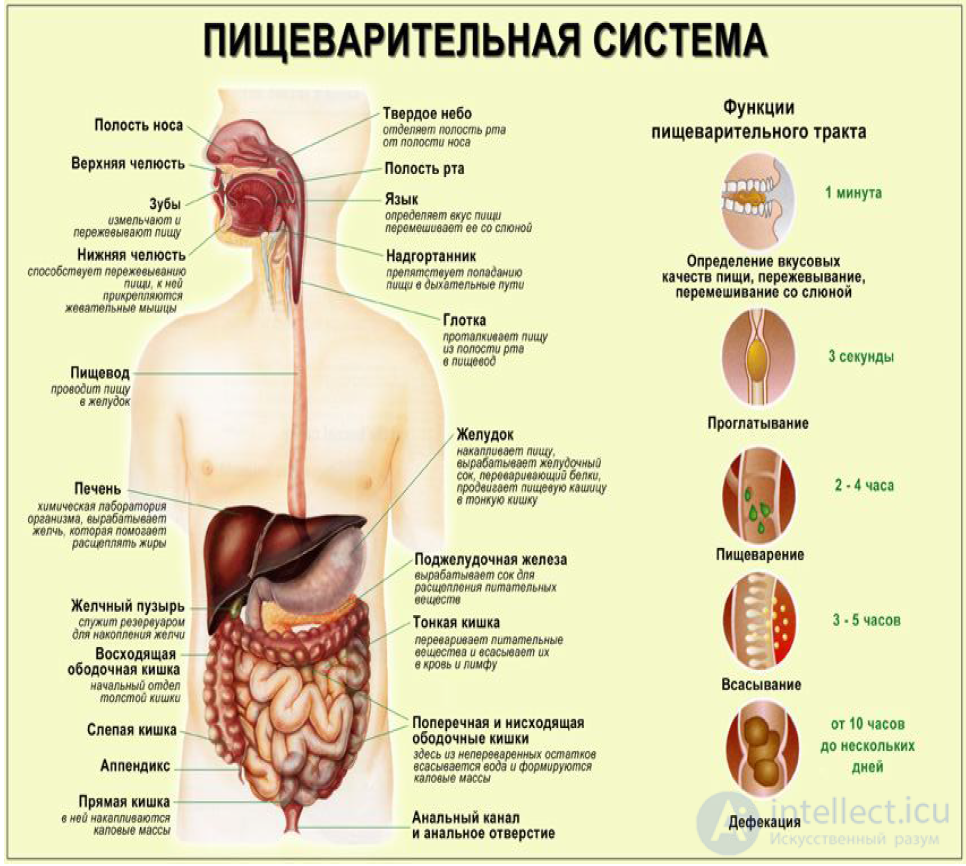 Biochemistry of Digestion