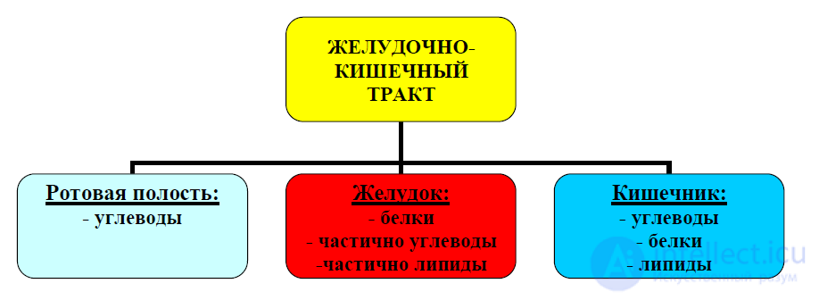 Biochemistry of Digestion