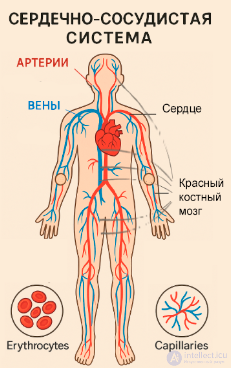 The Concept of the Systems, Tissues and Organs of the Human Body