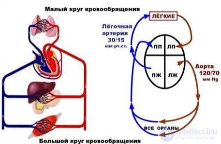 The Concept of the Systems, Tissues and Organs of the Human Body