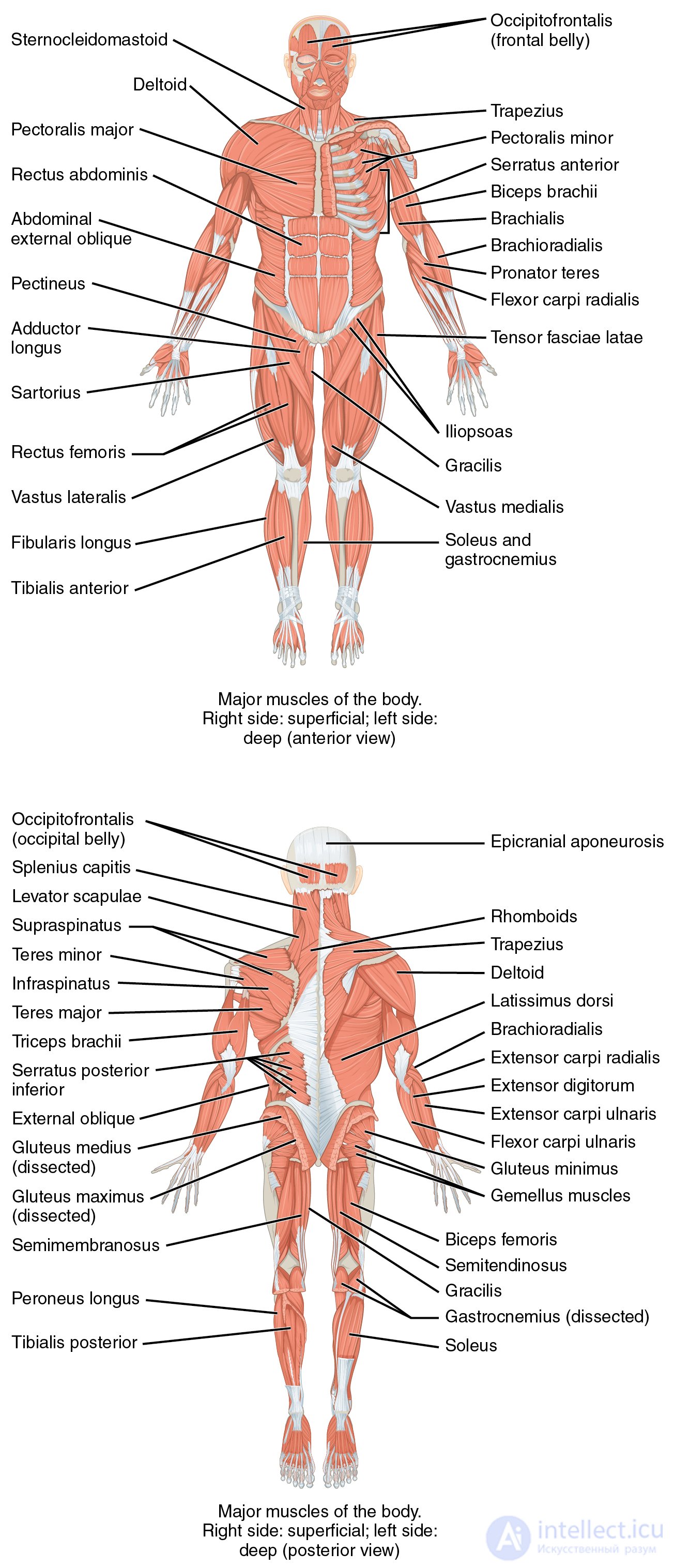 The Concept of the Systems, Tissues and Organs of the Human Body
