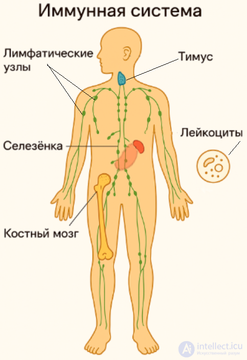 The Concept of the Systems, Tissues and Organs of the Human Body