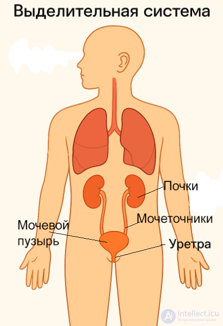 The Concept of the Systems, Tissues and Organs of the Human Body