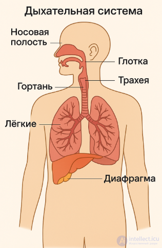 The Concept of the Systems, Tissues and Organs of the Human Body